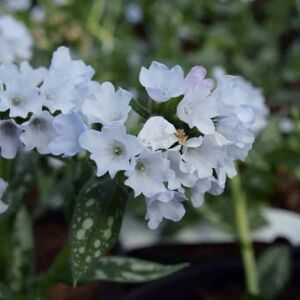 Pulmonaria 'Opal' ---